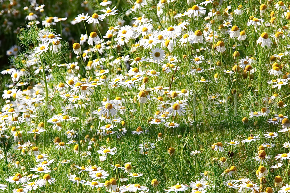 Marguerites