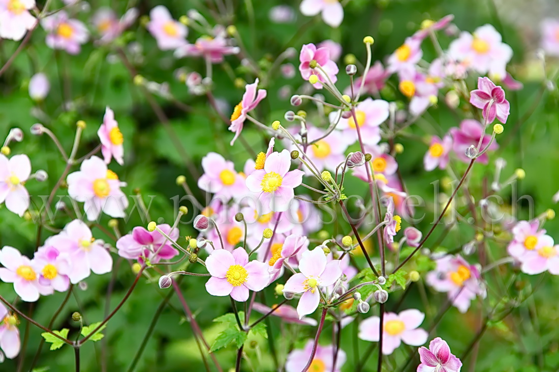 Fleurs