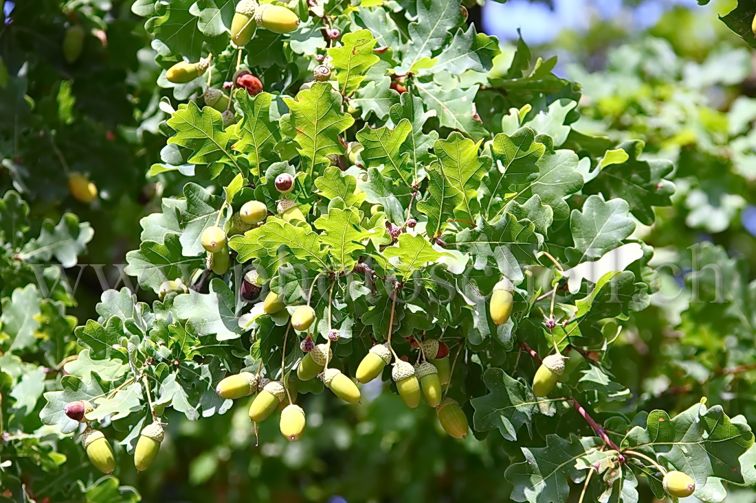 Glands sur leur branche