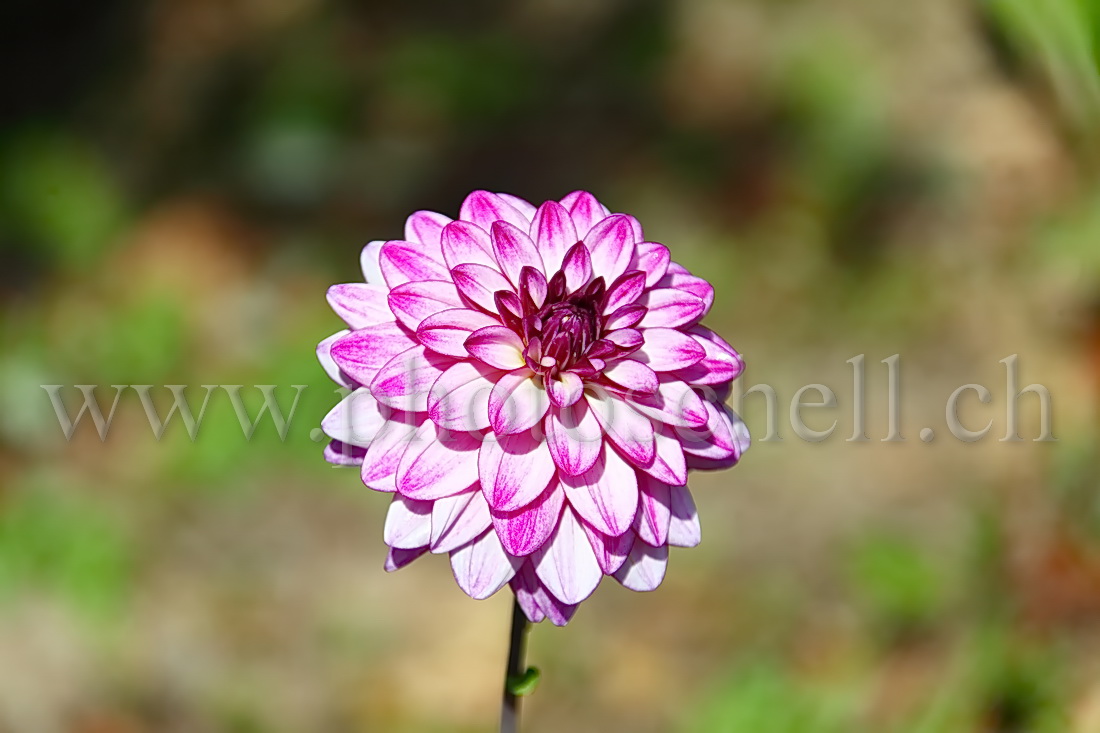 Dahlia rose