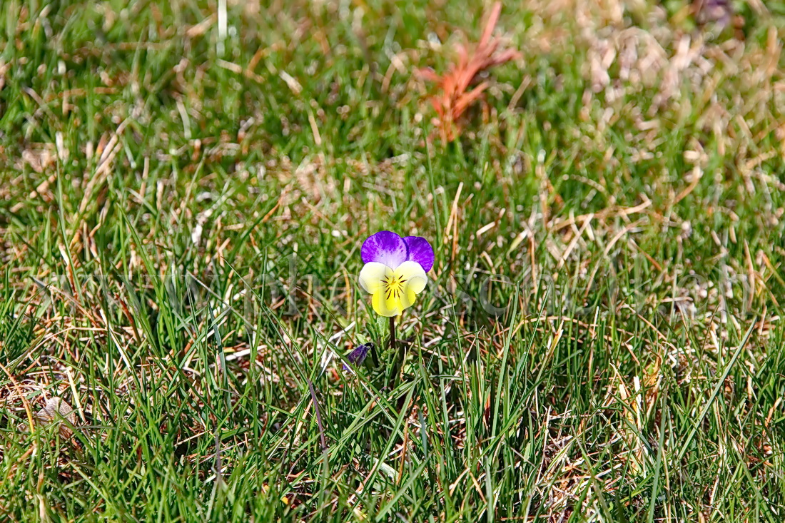 Pensée dans l\'herbe