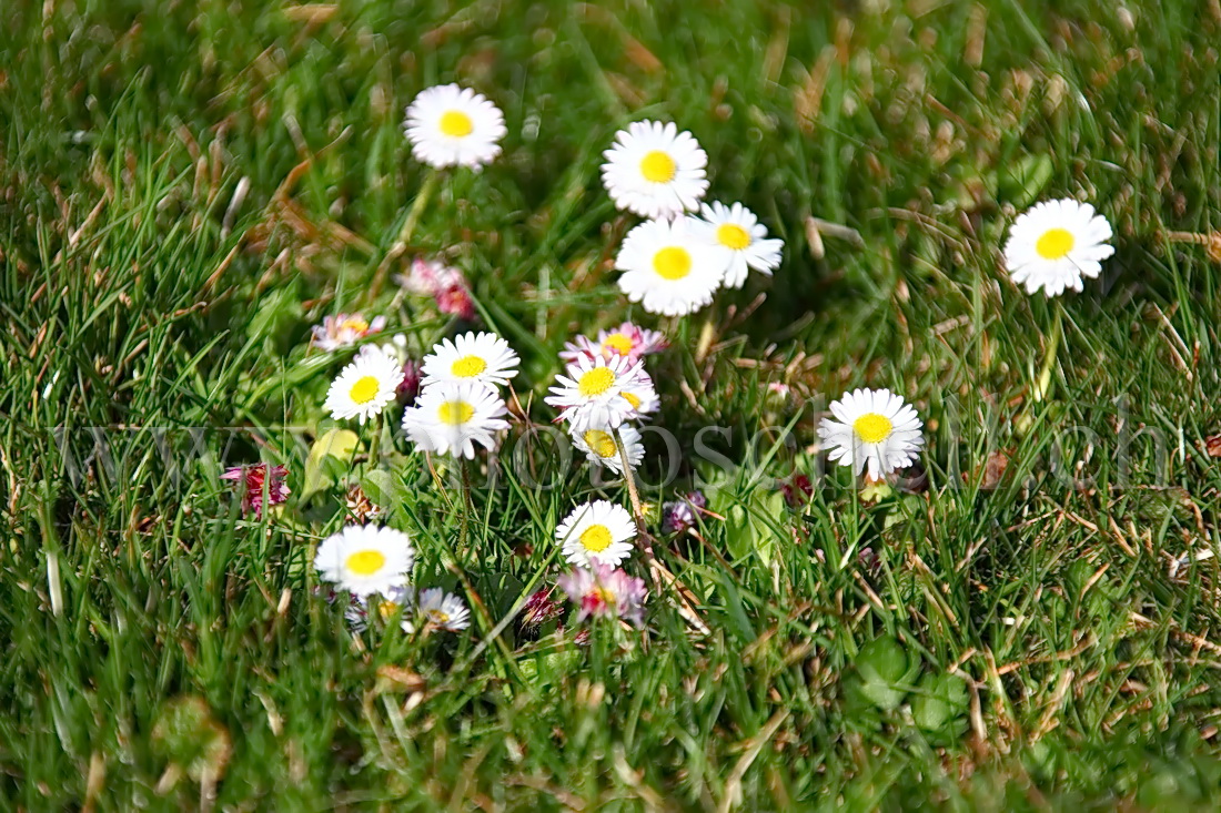 Pâquerettes