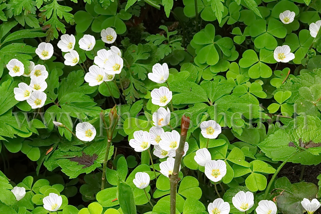 Fleurs des bois