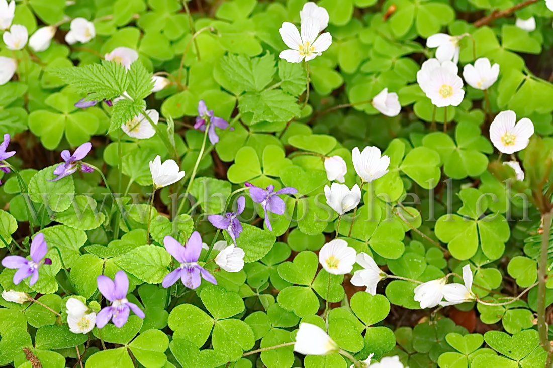 Fleurs des bois