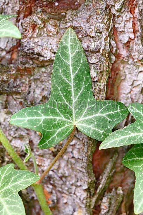 Feuille de vigne vierge