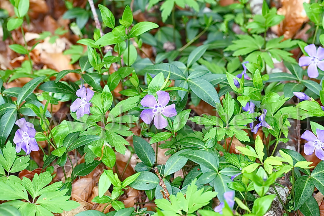 Violettes en forêt