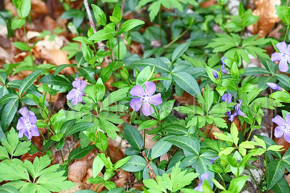 Violettes en forêt