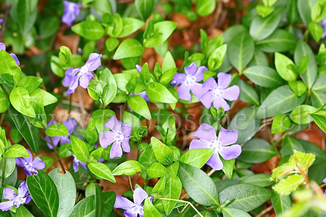 Violettes en forêt