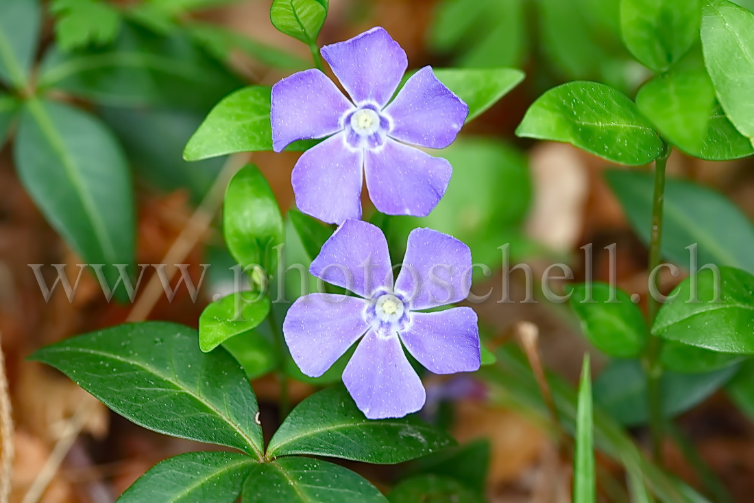 Violettes en forêt