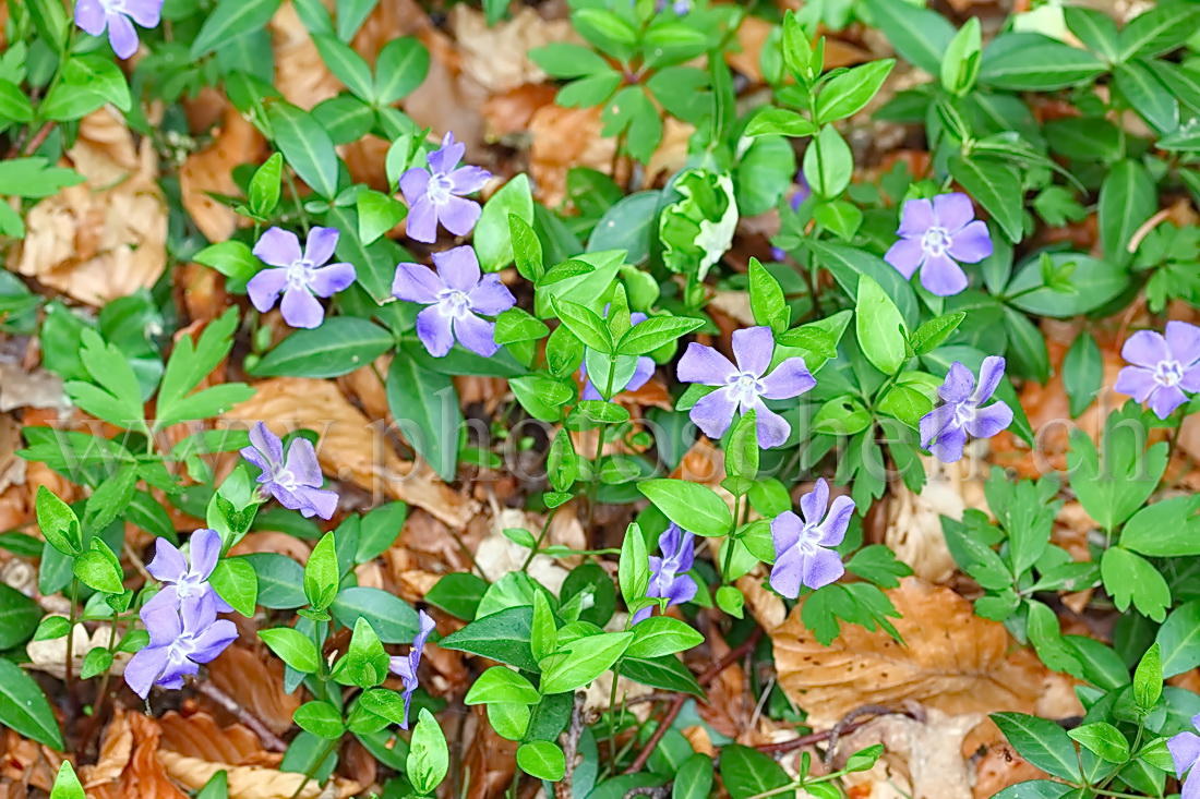 Violettes en forêt