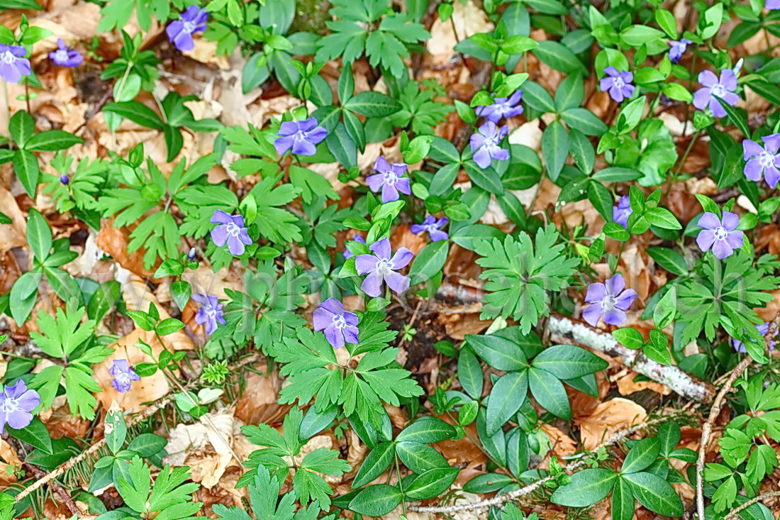 Violettes en forêt