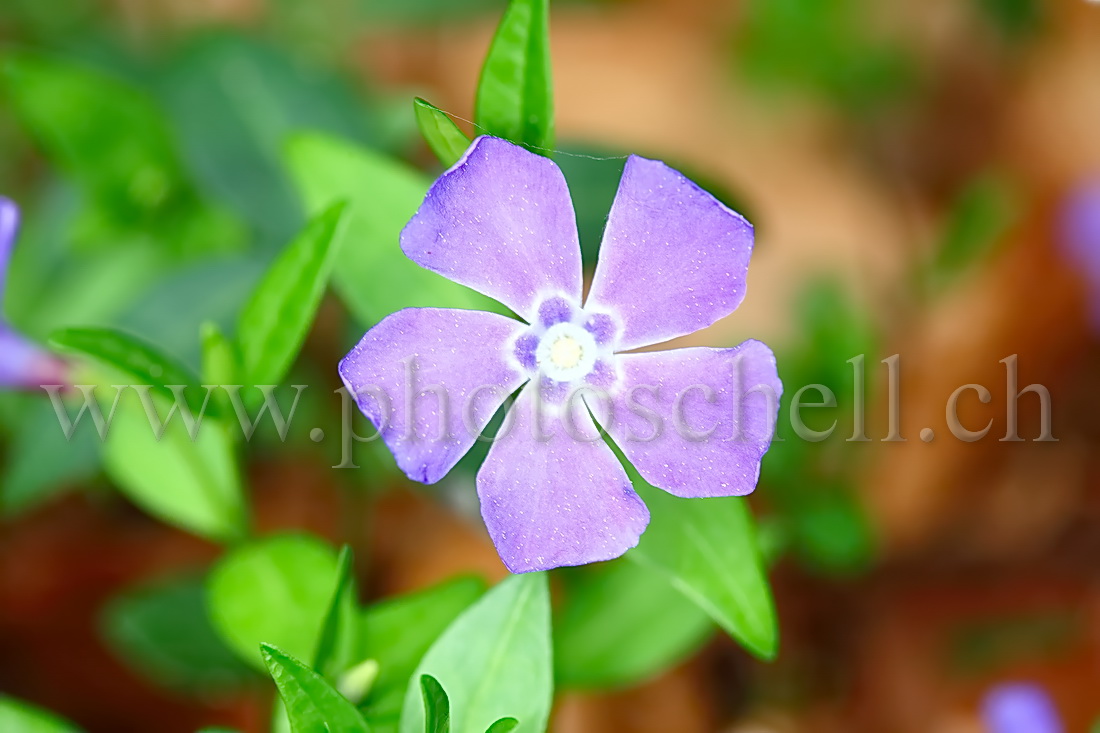 Violettes en forêt