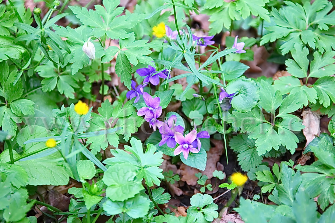 Violettes en forêt