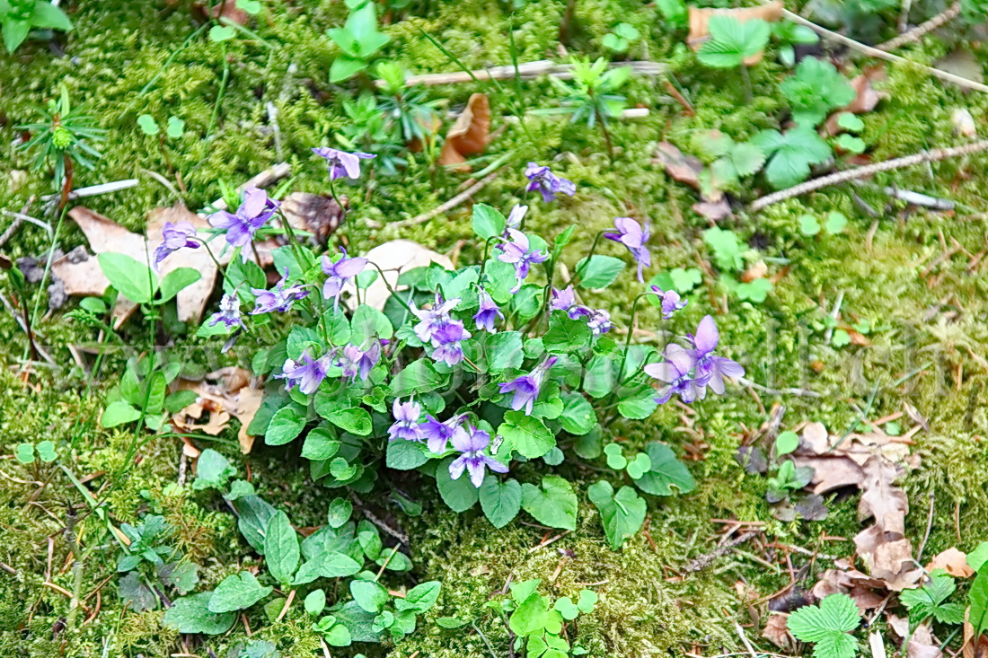 Violettes en forêt