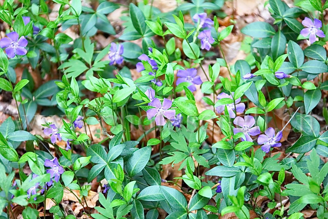 Violettes en forêt