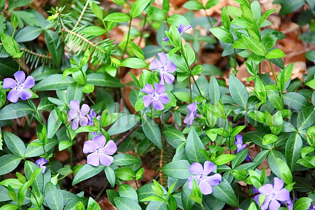 Violettes en forêt