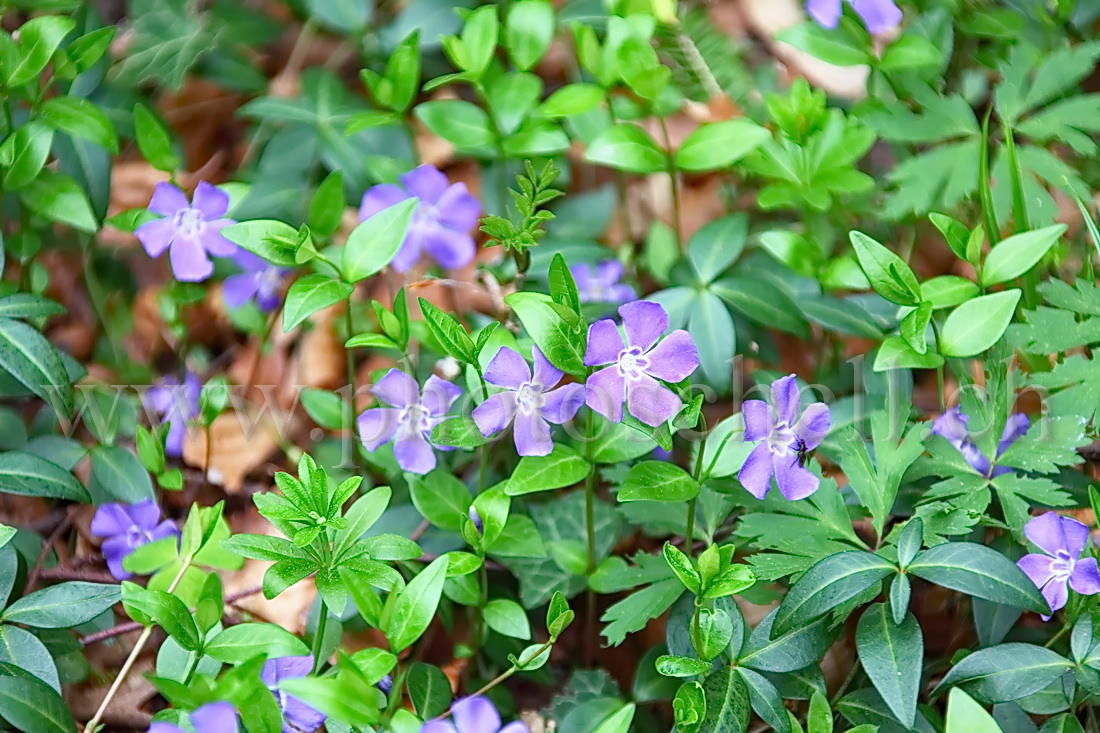 Violettes en forêt
