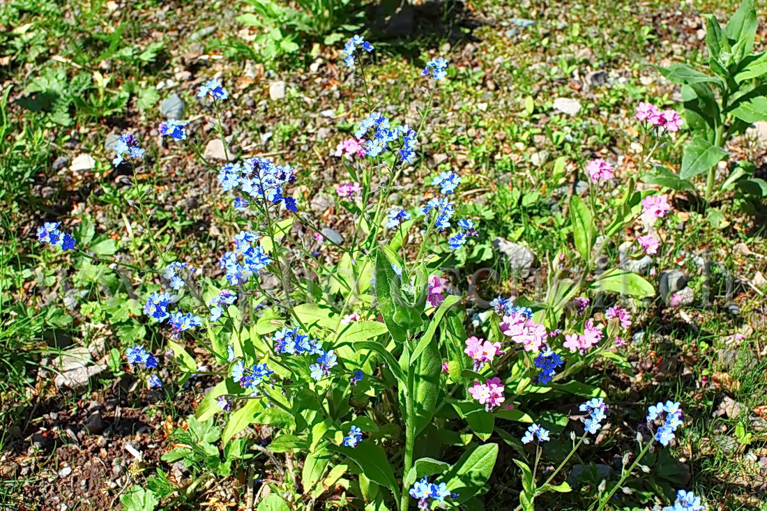 Myosotis