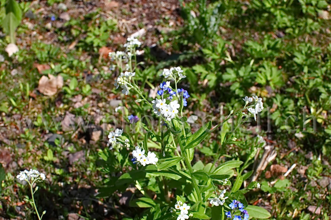 Myosotis