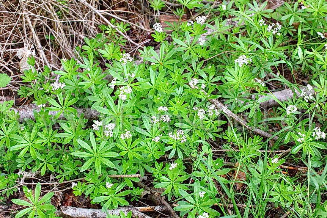 Aspérules odorantes