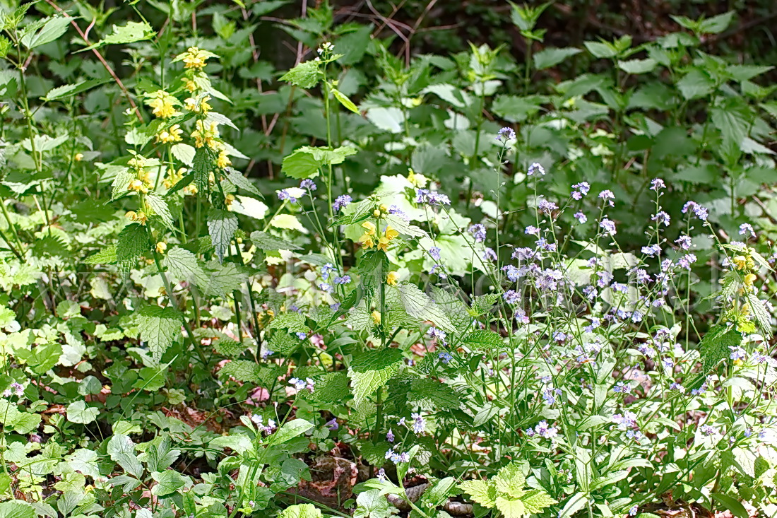 Fleurs de forêt