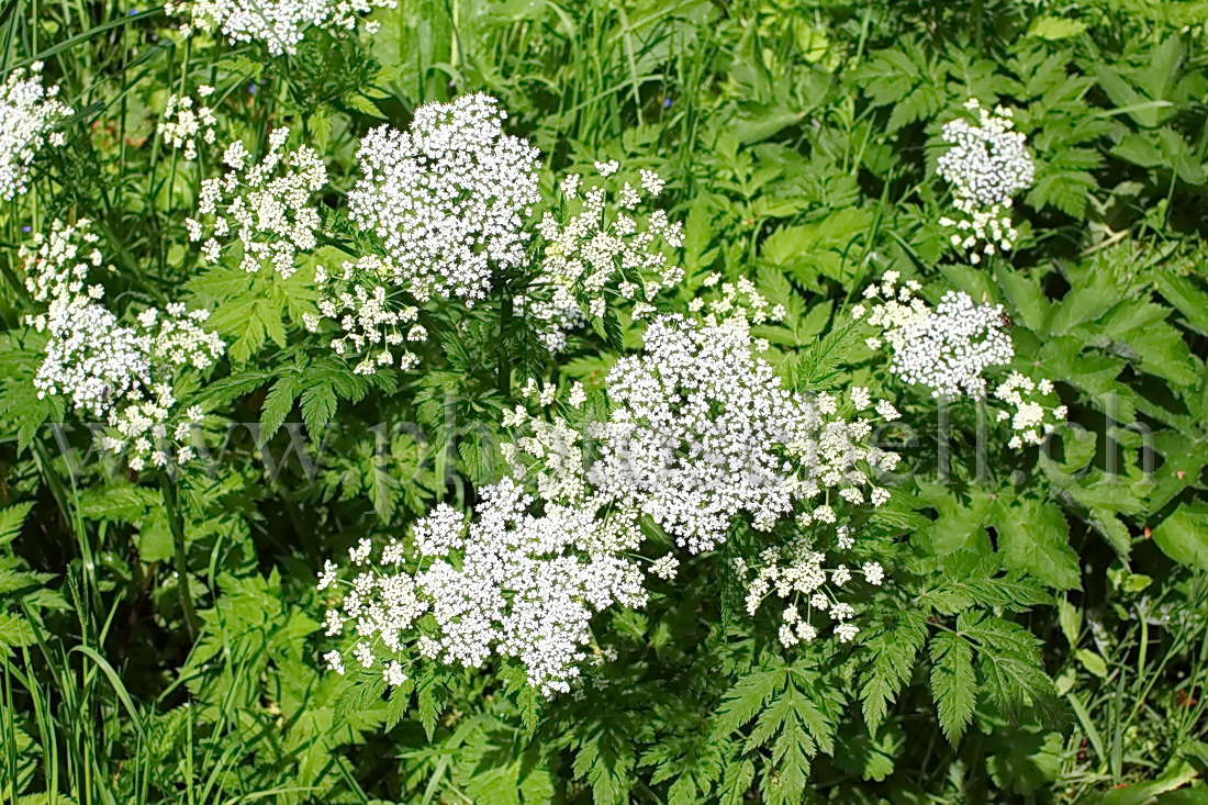 Fleurs de forêt