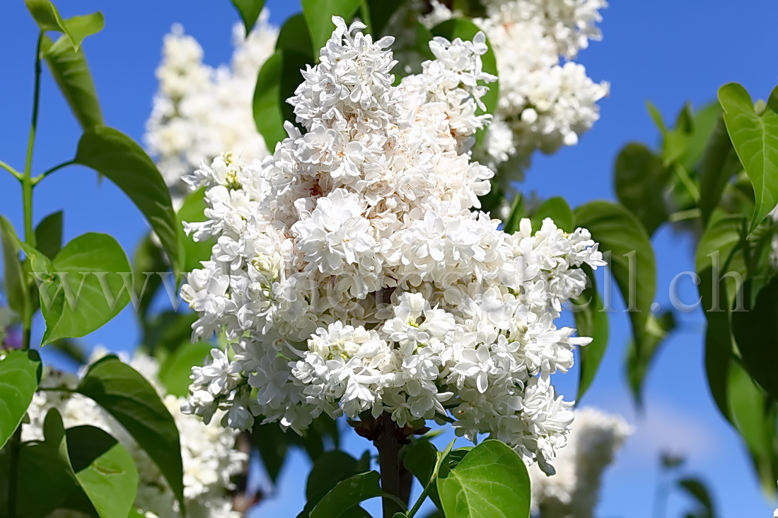 Lilas blanc