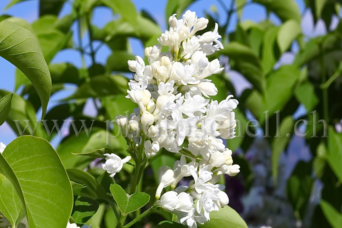 Lilas blanc