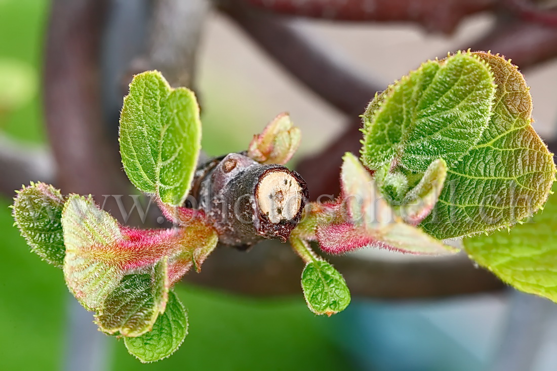 Feuilles de Kiwis