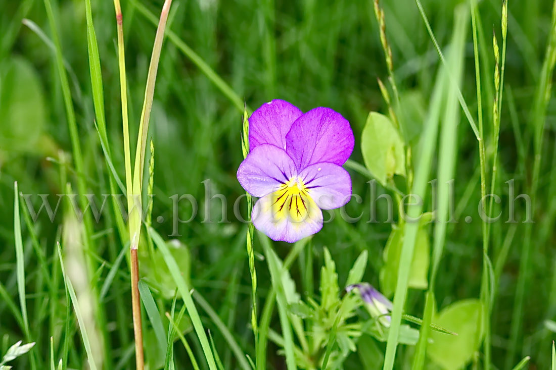 Pensée dans l\'herbe