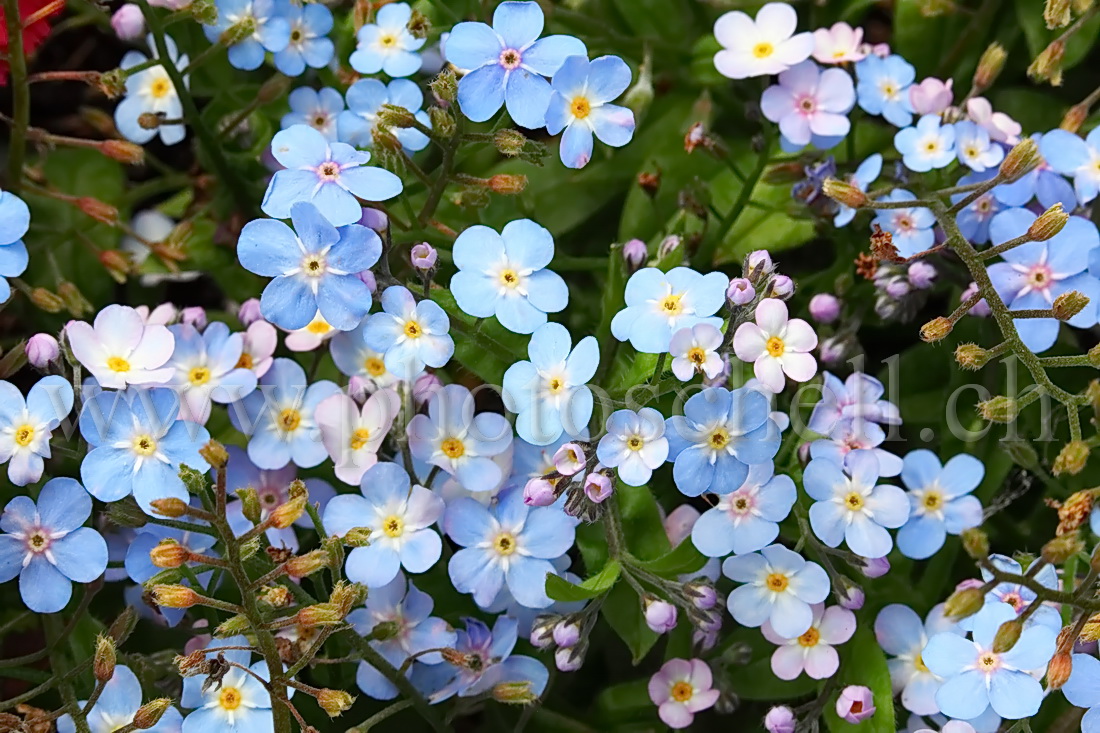 Myosotis