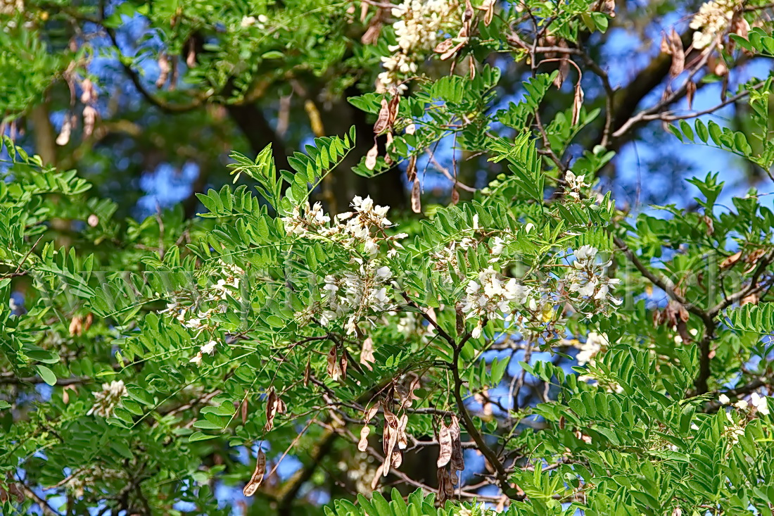 Fleurs d'accacias