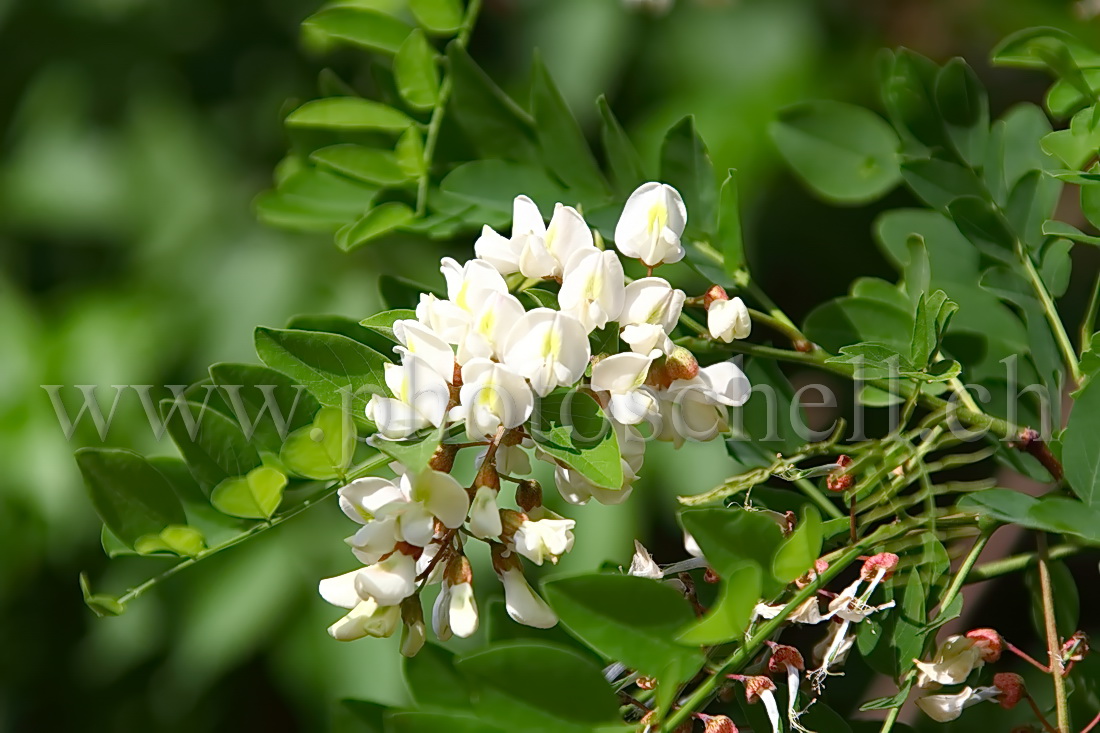 Fleurs d'accacias