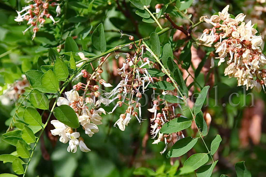 Fleurs d'accacias