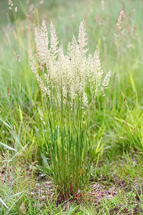 Herbes de la Pampa