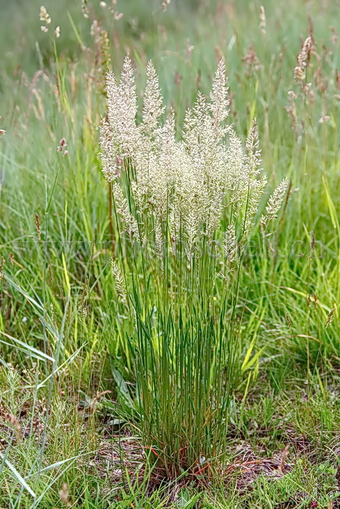 Herbes de la Pampa