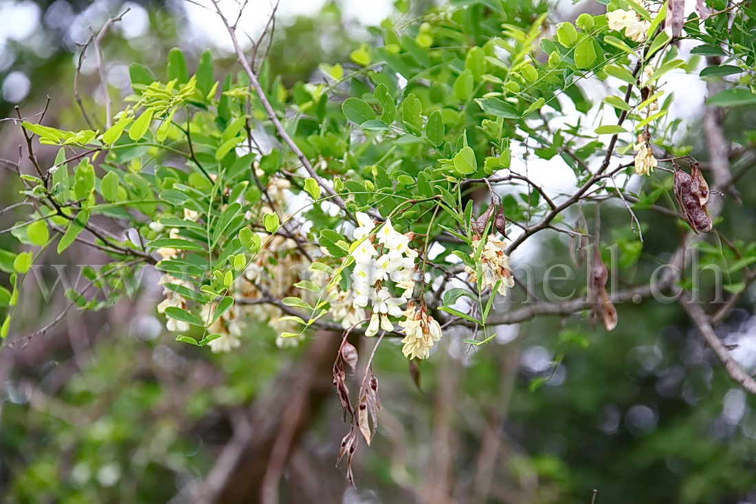 Fleurs d'accacias