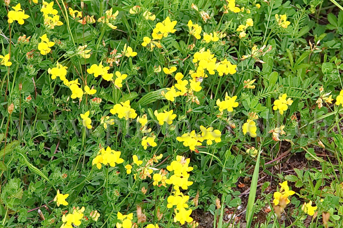 Fleurs sauvages