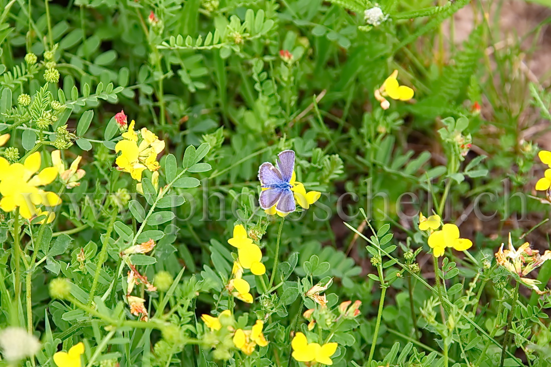 Fleurs sauvages et un papillon