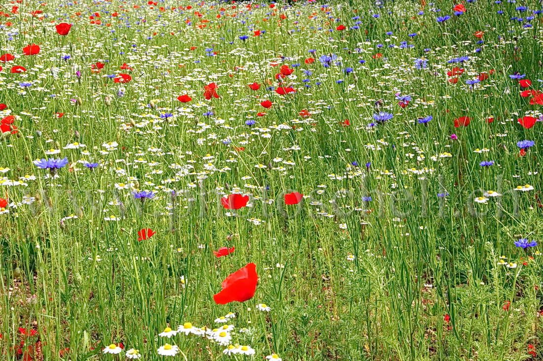 Fleurs bleu blanc rouge