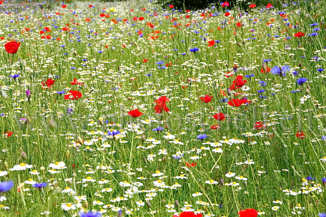 Fleurs bleu blanc rouge