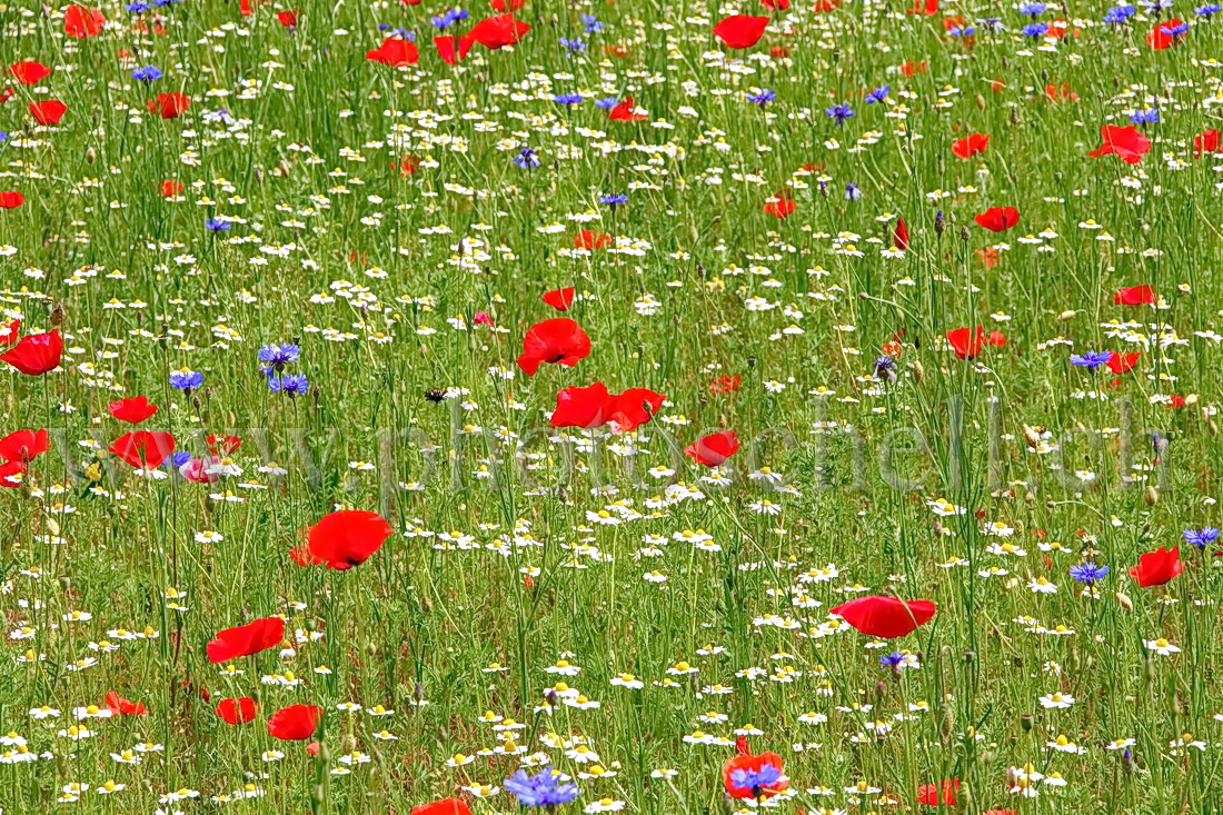 Fleurs bleu blanc rouge