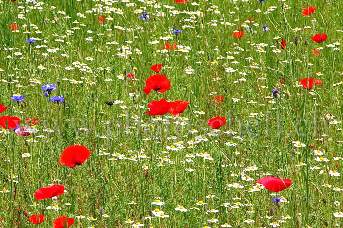 Fleurs bleu blanc rouge