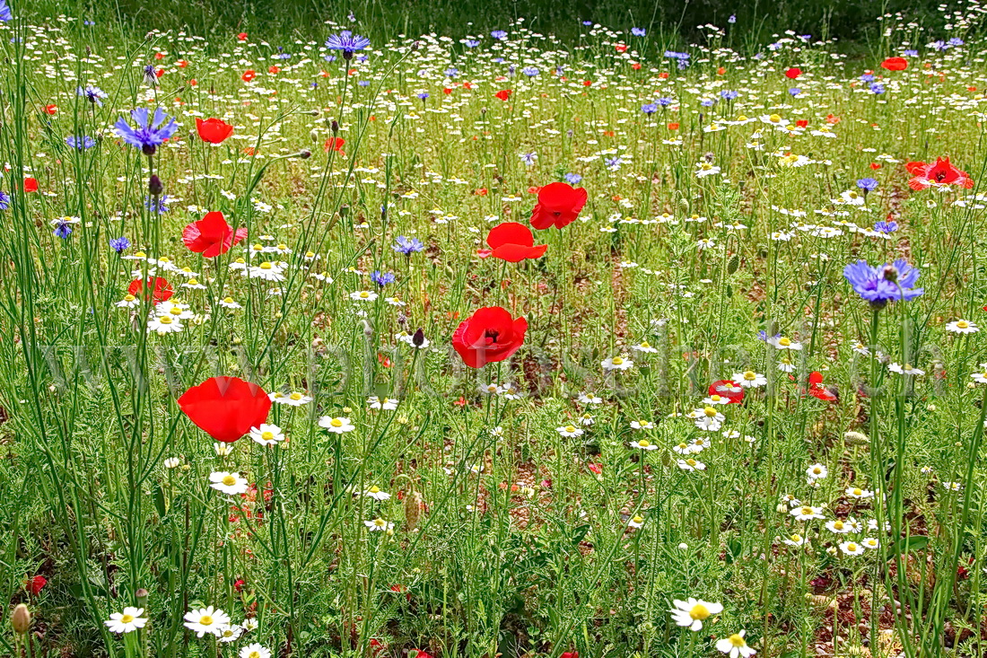 Fleurs bleu blanc rouge