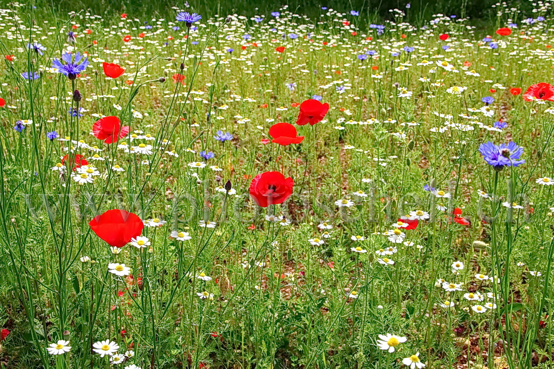 Fleurs bleu blanc rouge