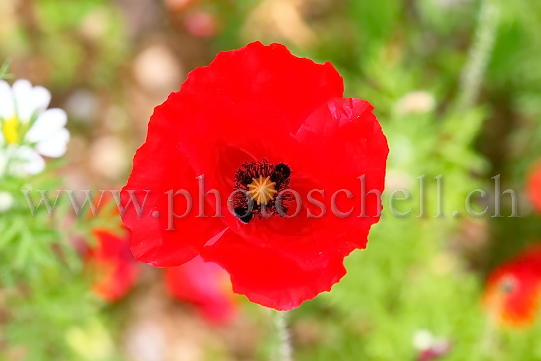 Coquelicot