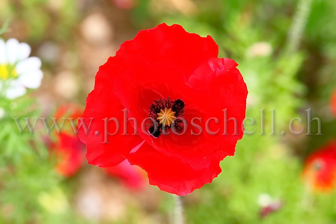 Coquelicot