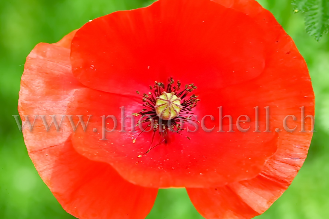 Coquelicot