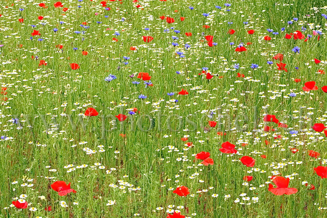 Fleurs bleu blanc rouge