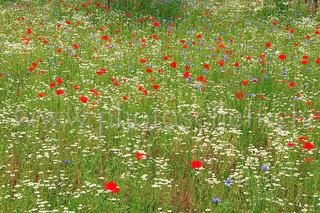 Fleurs bleu blanc rouge